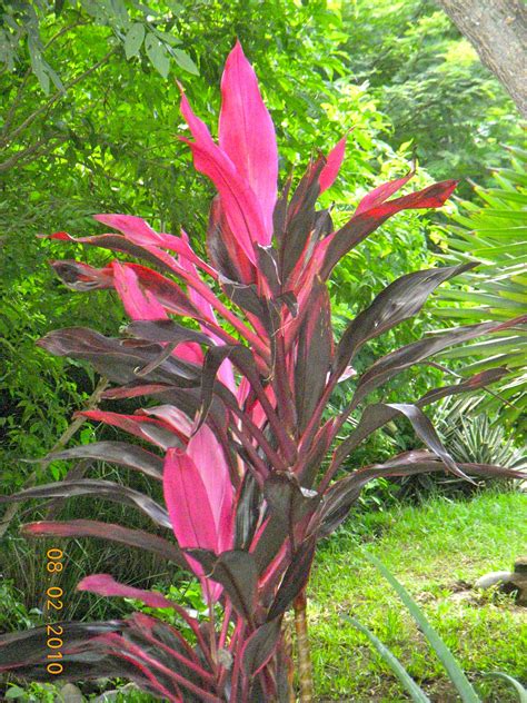 Somos una empresa costarricense dedicada desde hace 25 años a la horticultura floral. Fell in love with this plant in Costa Rica. It's called a ...