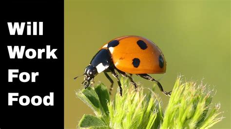 Ladybugs can play an important role in the removal of pests in your indoor garden. What Do LadyBugs Eat? (3 TIPS to Release Ladybugs Into ...
