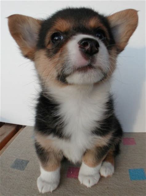 Our pembroke welsh corgi puppies for sale are spirited, athletic, and dependable. OMG, how cute: Corgi puppy | OMG.BLOG