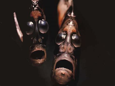 Shocking Photos Of Some Of The Worlds Most Bizarre Deep Sea Creatures