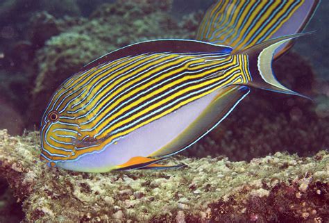 Photos Of Tangs And Surgeonfishes Acanthuridae