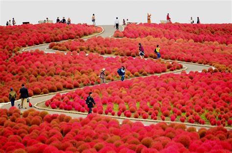 Món Cà Ri Xanh độc đáo ở Nhật Bản Lấy ý Tưởng Từ Cánh đồng Hoa đẹp đến
