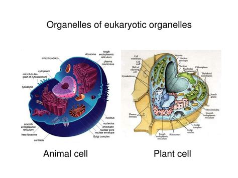 They are found in organisms such as animals, plants, fungi and protists. PPT - Organelles of eukaryotic organelles PowerPoint ...