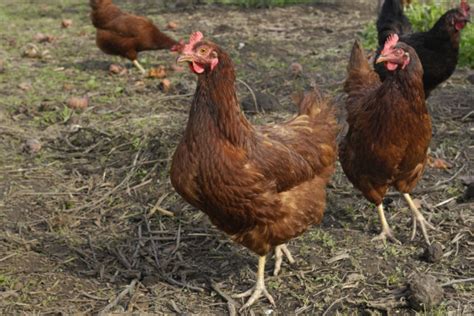 Meet The Top 15 Best Brown Egg Layers Backyard Poultry