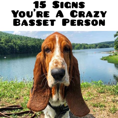 15 Signs Youre A Crazy Basset Person Basset Basset Hound Pets