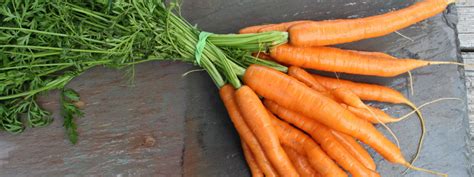 How To Thin Carrots Vermont Organic Farm Cedar Circle