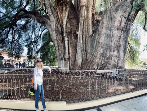 Visiting Tree Of El Tule In Oaxaca Mexico Widest Tree In The World
