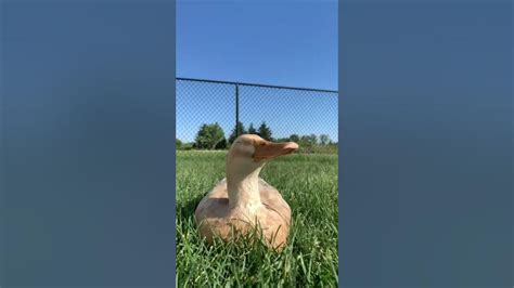 Sleepy Duck Enjoys The Gentle Breeze As It Lays Cozy In Grass Youtube