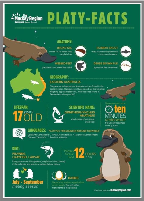 Guide To Finding Platypus At Eungella National Park Platypus Animal