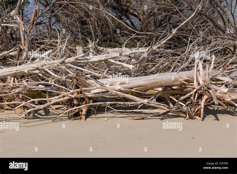 Coastal Erosion Due To Rising Sea Levels Leaves Dead Tree Stumps And