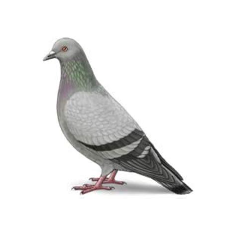 Pigeon Identification Habits And Behavior Vermont Pest Control