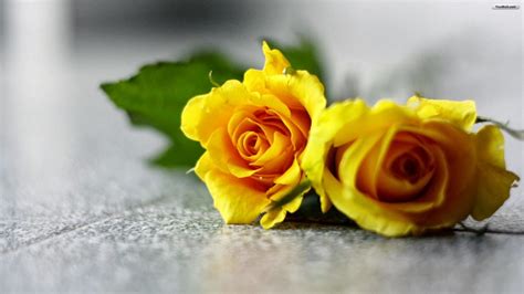 Published by flowersimg on march 13, 2019. Yellow Roses Wallpapers - keywords HERE