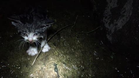 Railroad Worker Rescue Kitten From Ditch Youtube