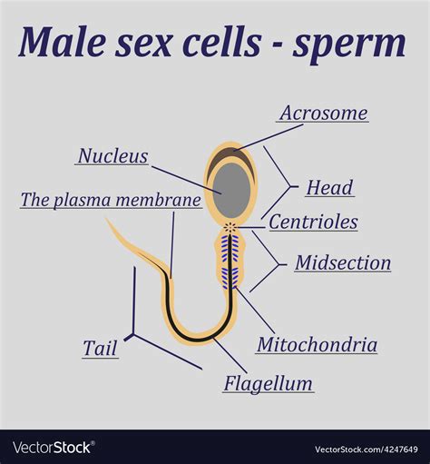 Diagram Of The Male Sex Cells Sperm Royalty Free Vector
