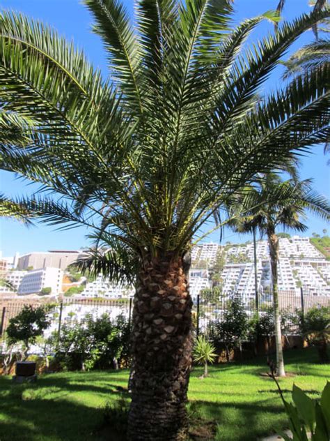 Sind hanfpalmen winterhart?die hanfpalme ist eine der frosthärtesten palmen, verträgt viele minusgrade und eignet sich daher für die freilandkultur in. "Palme im Garten" Gloria Palace Amadores Thalasso & Hotel ...