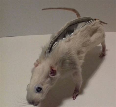 Rat Taxidermy Pencil Case With Pencil Sharpener For An Ass Rwtf