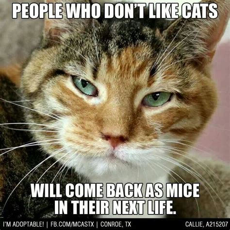 People Funny Cute Cats Funny Cats Dog Quotes Funny