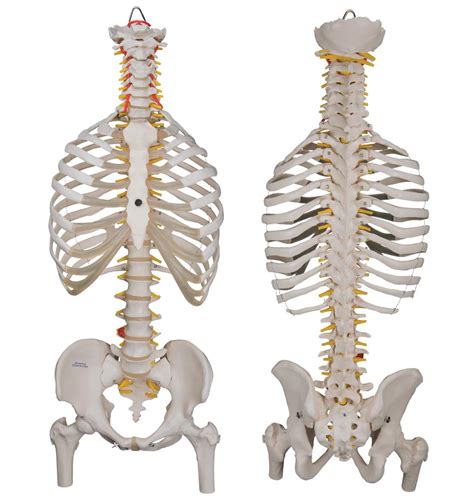 The primary responsibilities of the ribcage involve protecting the thoracic visceral organs, enclosing the thoracic visceral organs, and is included in the general mechanics of the process of breathing. 3B Scientific A56/2 Classic Flexible Spine Model with Ribs and Femur Heads, 3...: Amazon.ca ...
