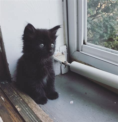 Cutie Black Kitten