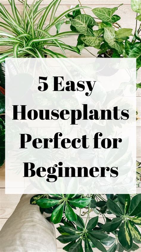 5 Easy And Low Maintenance Houseplants For Beginners That Are Unkillable