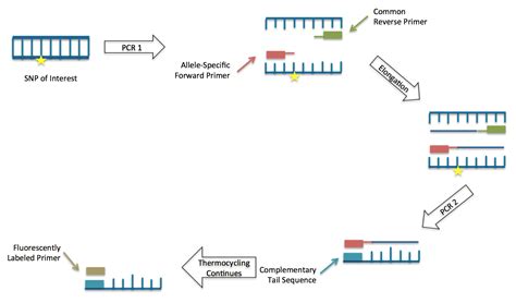 *all statements are given taking in consideration that single shown strand is a template strand of dna. Kompetitive allele specific PCR - Wikiwand