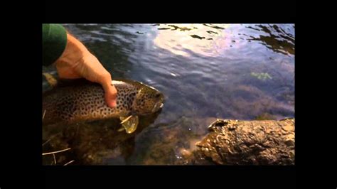 Pesca De Truchas Comunes Youtube