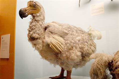 Dodo Bird The Oxford Dodo Oxford University Museum Of Natural History