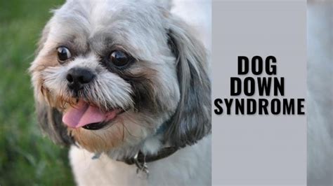 Can Dogs Have Down Syndrome Facts On Dog Down Syndrome Petmoo