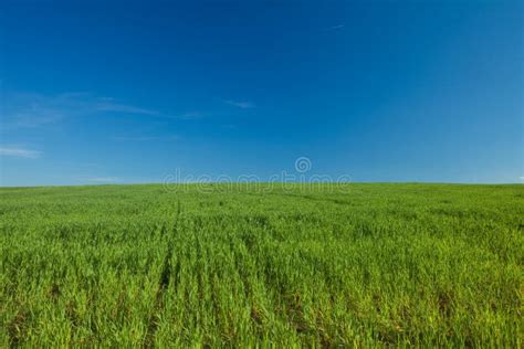 Grass And Blue Sky Stock Photo Image Of Meadow Climate 16737822