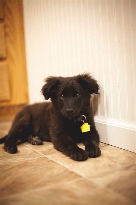 All Black German Shepherd Puppies For Sale In Ohio