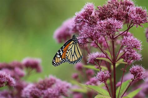 Discover The Beauty Of Joe Pye Weed The Plant Native