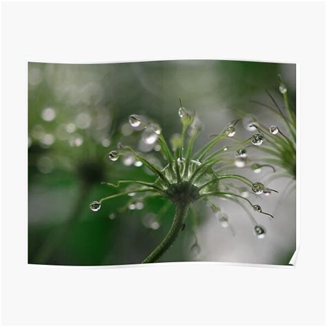 Raindrops Poster By Raynekyst Redbubble