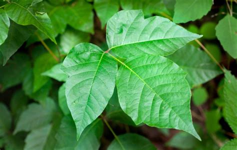 What Does Poison Ivy Look Like Easy Identification Guide