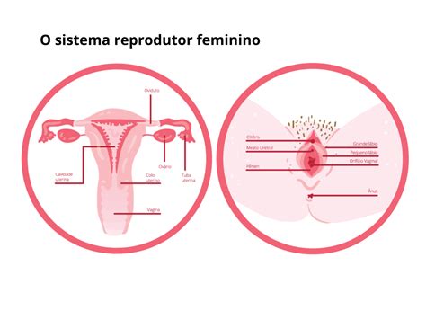 Mapa Mental Sistema Reprodutor Feminino Aparelho Reprodutor Images