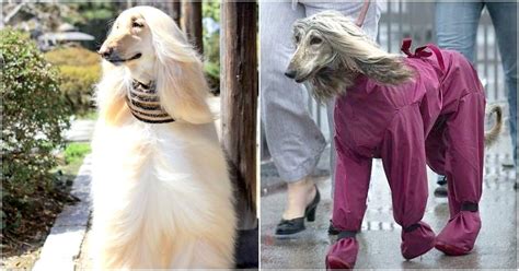 These Dogs Have Better Hair Than You And I Ever Will