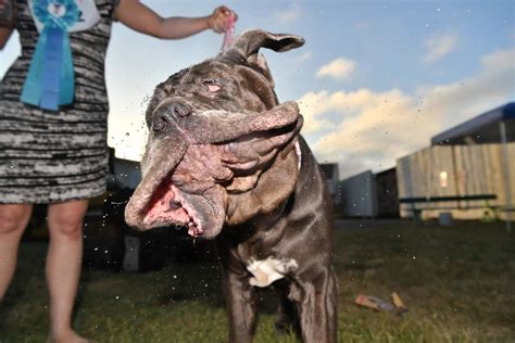 Mastiff Named Martha Crowned Worlds Ugliest Dog Los Angeles Times