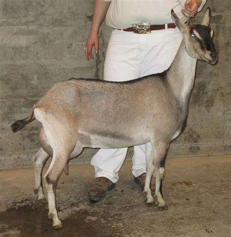 Sable Senior Does 3 Years Old Klisses Dairy Goats