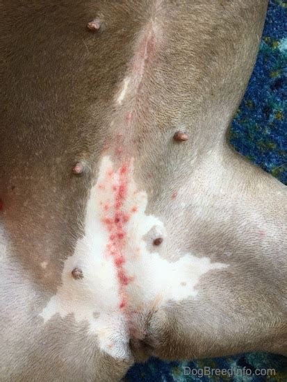 Why is My Dog Itchy?