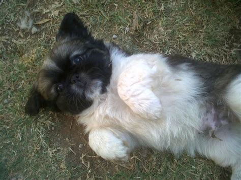 No teacup puppies or dogs of this breed for sale or they don't exist. PEKINGESE MINIATURE PUPPIES (2X MALES) Johannesburg - PUPPIES FOR SALE