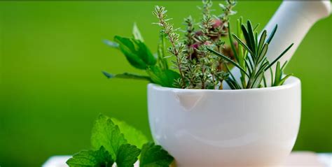6 Powerful Home Remedies For Lyme Disease Herbalism Adaptogenic