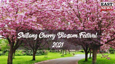 Shillong Cherry Blossom Festival 2021 East News Youtube