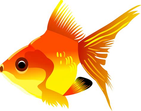 Gold Fish Png Image Transparent Image Download Size 1969x1556px