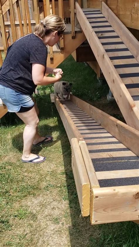11yr Old Pugger Learns To Use Her New Ramp Aww Dog Stairs Dog Ramp