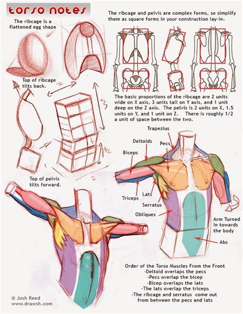 Torso Anatomy Art Torso Anatomy Practice By Art Of Akrosh On