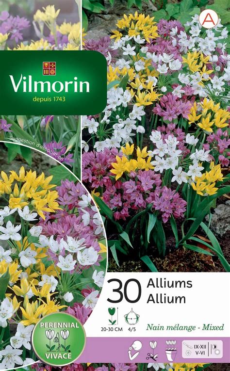 30 bulbe florale allium rose pâle blanc jaune Leroy Merlin