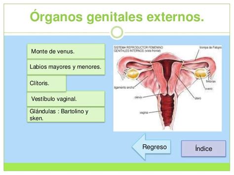 Mapas Conceptual Aparato Reproductor Femenino Genitales Internos