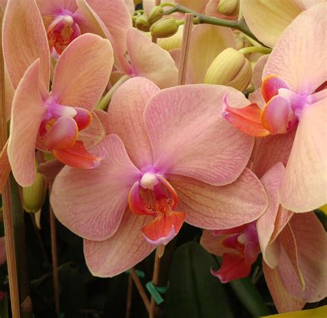 How To Keep Orchids Alive And Looking Gorgeous In 2020 Orchidea Virágok