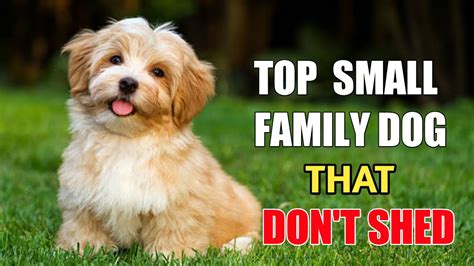 10 Small Dog Breed That Dont Shed Small Dog Breeds For Families