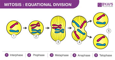 Mitosis Definition Diagram And Stages Of Mitosis