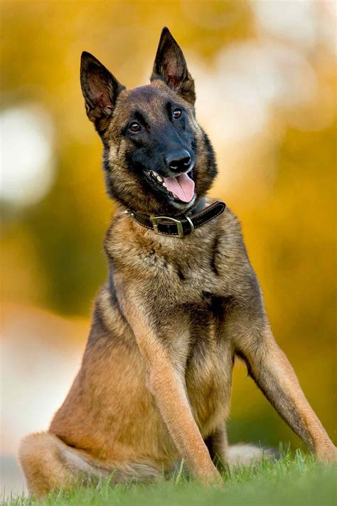 Belgian Malinois Dog Breed Information And Characteristics Daily Paws